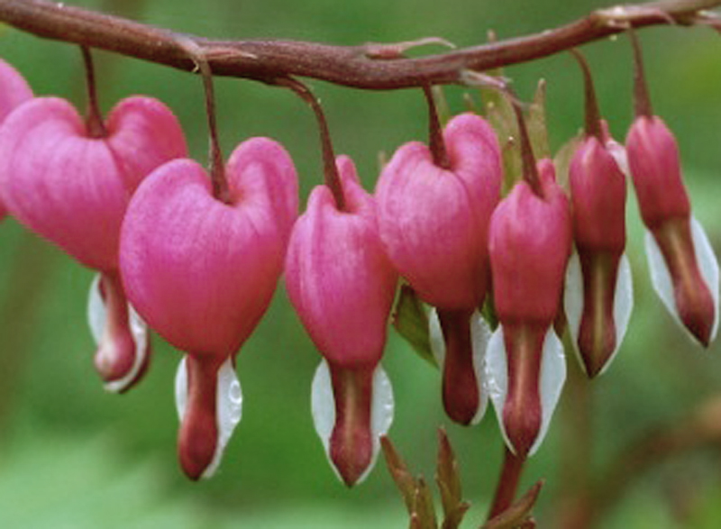 flowerbleedingheart
